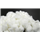 Alpha Cellulose (Linter Source)